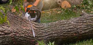 Best Palm Tree Trimming  in Alondra Park, CA